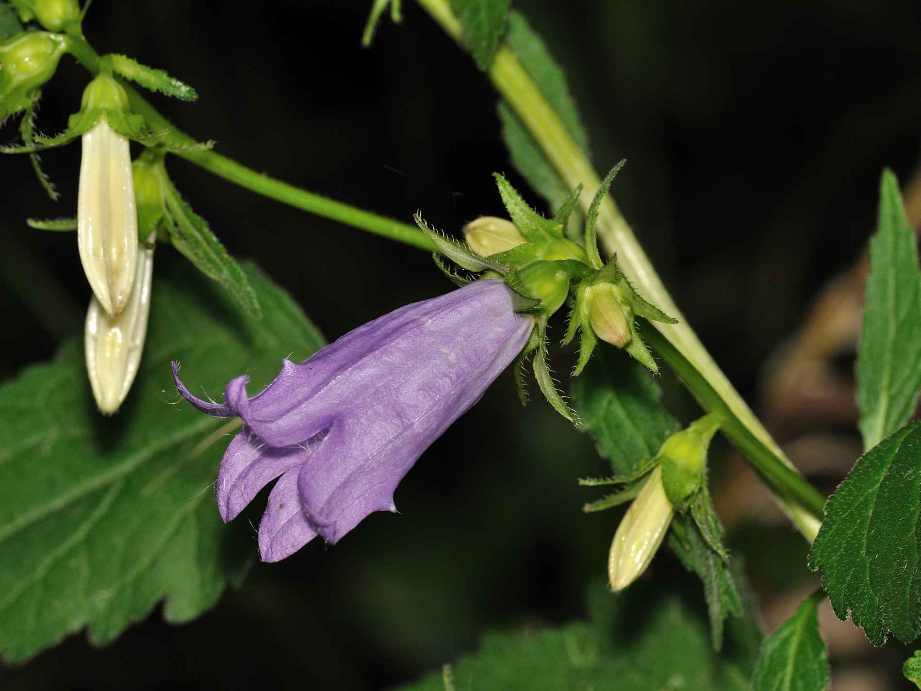 Campanula trachelium / Campanula selvatica